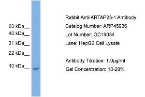 Image no. 2 for anti-Keratin Associated Protein 23-1 (KRTAP23-1) (Middle Region) antibody (ABIN2773870)