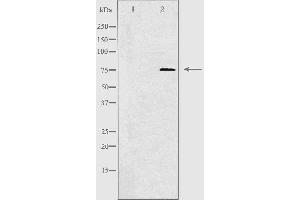 CLIP4 antibody  (Internal Region)