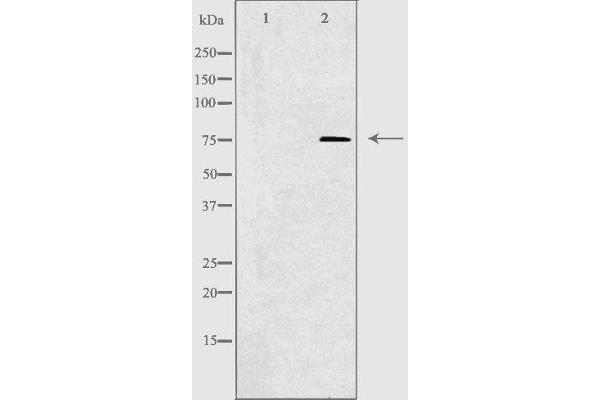 CLIP4 antibody  (Internal Region)