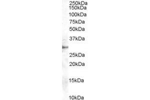 Image no. 2 for anti-Dimethylarginine Dimethylaminohydrolase 2 (DDAH2) (C-Term) antibody (ABIN184668)