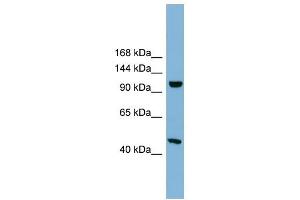 Image no. 1 for anti-Smg-8 Homolog, Nonsense Mediated mRNA Decay Factor (SMG8) (Middle Region) antibody (ABIN632938)