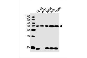Image no. 1 for anti-Cytokeratin 28 (KRT28) (AA 432-460), (C-Term) antibody (ABIN5533613)