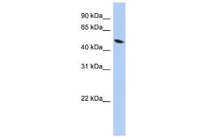 Image no. 1 for anti-Zinc Finger Protein 793 (ZNF793) (Middle Region) antibody (ABIN928341)