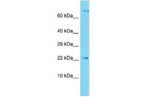 APOPT1 抗体  (C-Term)