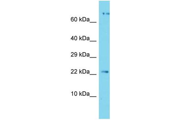APOPT1 抗体  (C-Term)