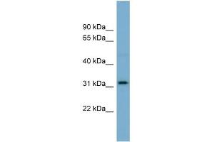 Image no. 1 for anti-Olfactory Receptor, Family 2, Subfamily AT, Member 4 (OR2AT4) (N-Term) antibody (ABIN2781892)