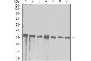 Image no. 6 for anti-Apurinic/Apyrimidinic Endonuclease 1 (APEX1) (AA 219-318) antibody (ABIN5611191)