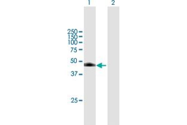 DDI1 Antikörper  (AA 1-396)