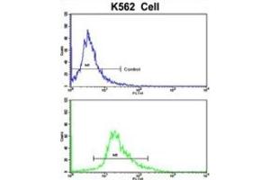 Image no. 2 for anti-CCR4 Carbon Catabolite Repression 4-Like (CCRN4L) antibody (ABIN3002711)