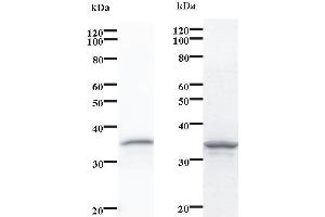 Image no. 1 for anti-Nicotinamide Nucleotide Adenylyltransferase 1 (NMNAT1) antibody (ABIN931238)