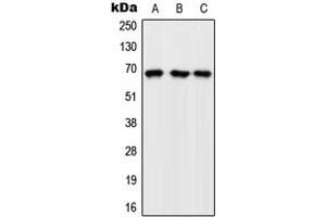 Image no. 1 for anti-Rap Guanine Nucleotide Exchange Factor (GEF) 5 (RAPGEF5) (Center) antibody (ABIN2706230)