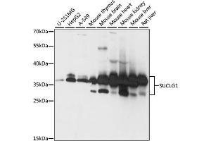 SUCLG1 Antikörper  (AA 41-346)