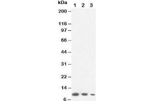 XCL1 Antikörper  (C-Term)