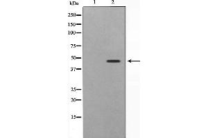 Image no. 2 for anti-S-Phase Kinase-Associated Protein 2 (SKP2) (C-Term) antibody (ABIN6265105)