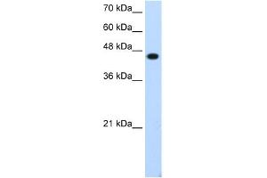 anti-Transcription Factor AP-2 epsilon (Activating Enhancer Binding Protein 2 Epsilon) (TFAP2E) (C-Term) antibody