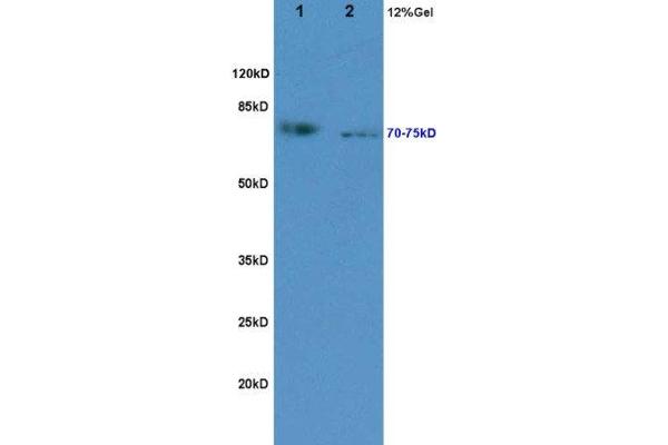 KIRREL2 antibody  (AA 165-260)