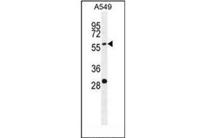 Image no. 3 for anti-Paralemmin 3 (PALM3) (AA 553-582), (C-Term) antibody (ABIN953982)
