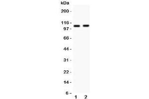 Image no. 2 for anti-Nucleotide-Binding Oligomerization Domain Containing 1 (NOD1) (AA 1-160) antibody (ABIN3032080)