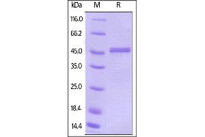 Image no. 1 for Cbl Proto-Oncogene B, E3 Ubiquitin Protein Ligase (CBLB) (AA 39-426) protein (His tag,AVI tag,Biotin) (ABIN5674586)