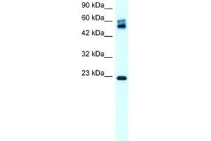 Image no. 1 for anti-Claudin 8 (CLDN8) (C-Term) antibody (ABIN2778044)