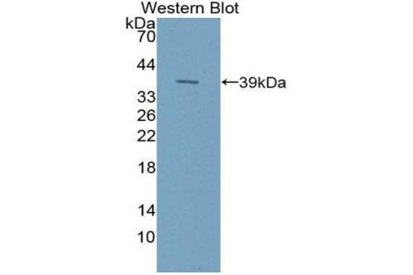 NPS antibody  (AA 29-88)