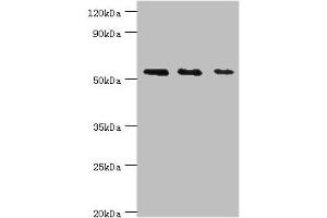 TAB1 Antikörper  (AA 205-504)