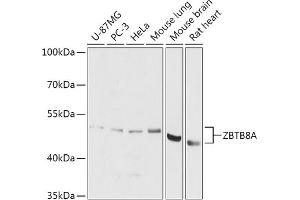 Western blot analysis of extracts of various cell lines, using ZBTB8A antibody (ABIN7271440) at 1:1000 dilution.