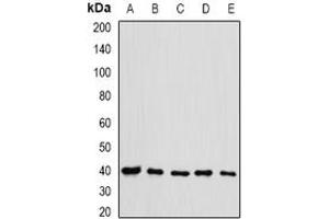 Image no. 1 for anti-Eukaryotic Translation Initiation Factor 3 Subunit H (EIF3H) (full length) antibody (ABIN6005526)