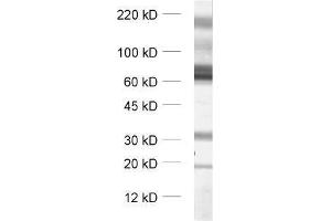 anti-Solute Carrier Family 1 (Glial High Affinity Glutamate Transporter), Member 3 (SLC1A3) (Cytoplasmic Domain) antibody