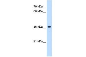 Image no. 3 for anti-MAS1 Oncogene (MAS1) (Middle Region) antibody (ABIN2784456)