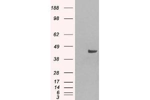 Image no. 3 for anti-Sorting Nexin 16 (SNX16) (N-Term) antibody (ABIN184967)