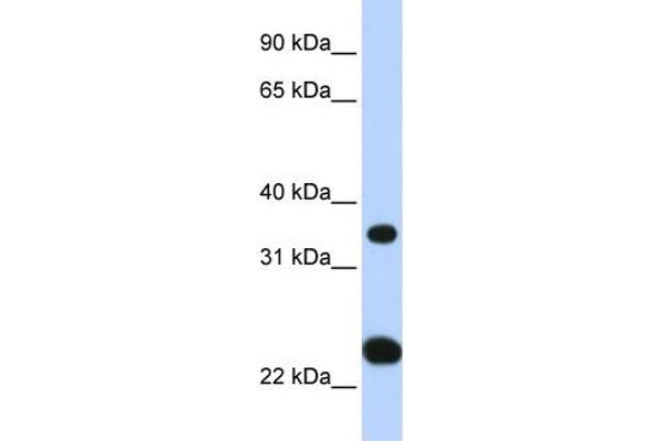 anti-Solute Carrier Family 25, Member 35 (SLC25A35) (N-Term) antibody
