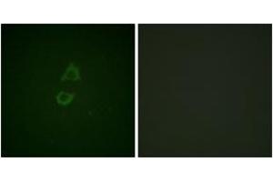 Image no. 3 for anti-Vinculin (VCL) (AA 786-835) antibody (ABIN1532662)