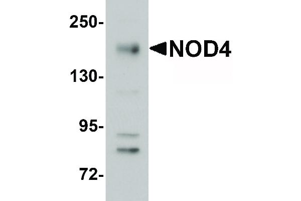 NLRC5 Antikörper  (N-Term)