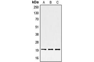 Image no. 1 for anti-serine/arginine-Rich Splicing Factor 3 (SRSF3) (C-Term) antibody (ABIN2705251)