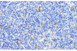 Immunohistochemistry of paraffin-embedded Mouse spleen using CTSB Polyclonal Antibody at dilution of 1:100 (40x lens).