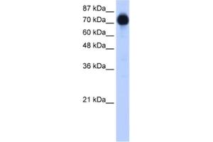Image no. 1 for anti-Zinc Finger Protein 16 (ZNF16) antibody (ABIN2461808)