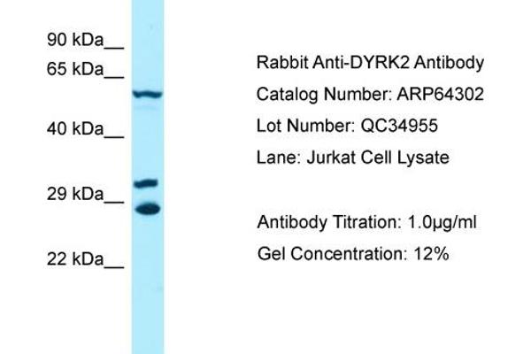 anti-Dual-Specificity tyrosine-(Y)-phosphorylation Regulated Kinase 2 (DYRK2) (C-Term) antibody