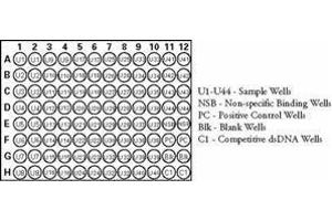 Image no. 1 for Nuclear Factor-kB p65 (NFkBP65) ELISA Kit (ABIN965407)