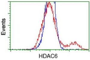 Image no. 1 for anti-Histone Deacetylase 6 (HDAC6) antibody (ABIN2722516)