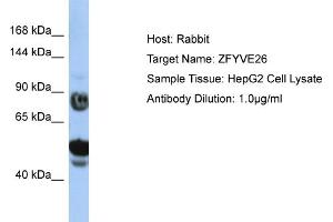Image no. 1 for anti-Zinc Finger, FYVE Domain Containing 26 (ZFYVE26) (N-Term) antibody (ABIN2776521)