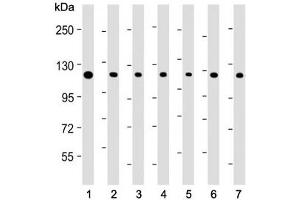 Image no. 5 for anti-Telomerase Reverse Transcriptase (TERT) (AA 627-656) antibody (ABIN3029108)