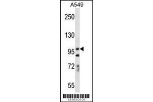 Image no. 1 for anti-Protocadherin 7 (PCDH7) (AA 1039-1066), (C-Term) antibody (ABIN656256)
