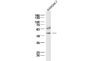 Image no. 3 for anti-Tachykinin Receptor 3 (TACR3) (AA 151-250) antibody (ABIN725735)