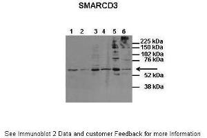 Image no. 3 for anti-SWI/SNF Related, Matrix Associated, Actin Dependent Regulator of Chromatin, Subfamily D, Member 3 (SMARCD3) (N-Term) antibody (ABIN2776387)