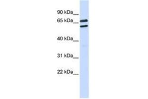 Image no. 1 for anti-Tripartite Motif Family-Like 1 (TRIML1) (AA 360-409) antibody (ABIN6743179)