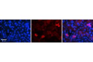 Image no. 9 for anti-Nuclear Respiratory Factor 1 (NRF1) (Middle Region) antibody (ABIN2775850)