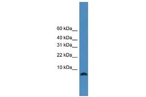 Image no. 1 for anti-PCNA Clamp Associated Factor (PAF) (N-Term) antibody (ABIN2782442)