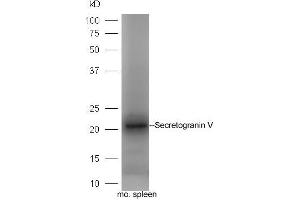 Image no. 1 for anti-Secretogranin V (7B2 Protein) (SCG5) (AA 1-100) antibody (ABIN2559679)