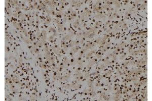 Image no. 1 for anti-Transcription Factor CP2-Like 1 (TFCP2L1) (N-Term) antibody (ABIN6265527)